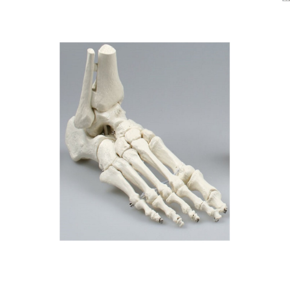 Squelette du pied - Erler Zimmer
