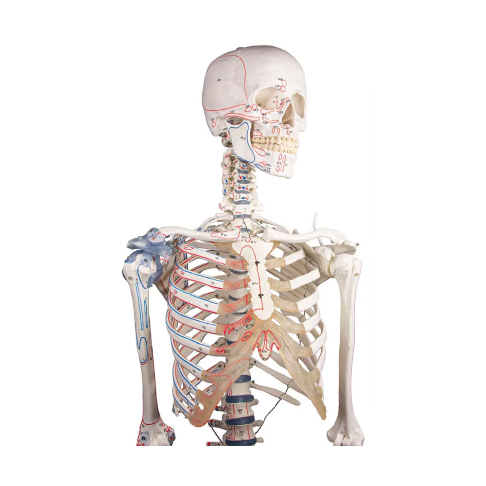 Squelette-anatomique_Bert_1