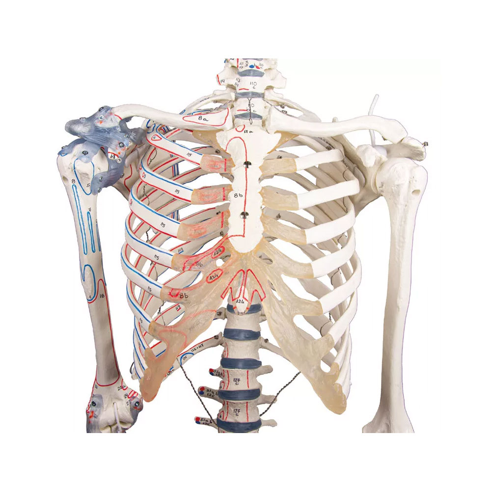 Squelette-anatomique_Bert_2 Squelette Anatomique Bert avec Marquage des Muscles et Ligaments