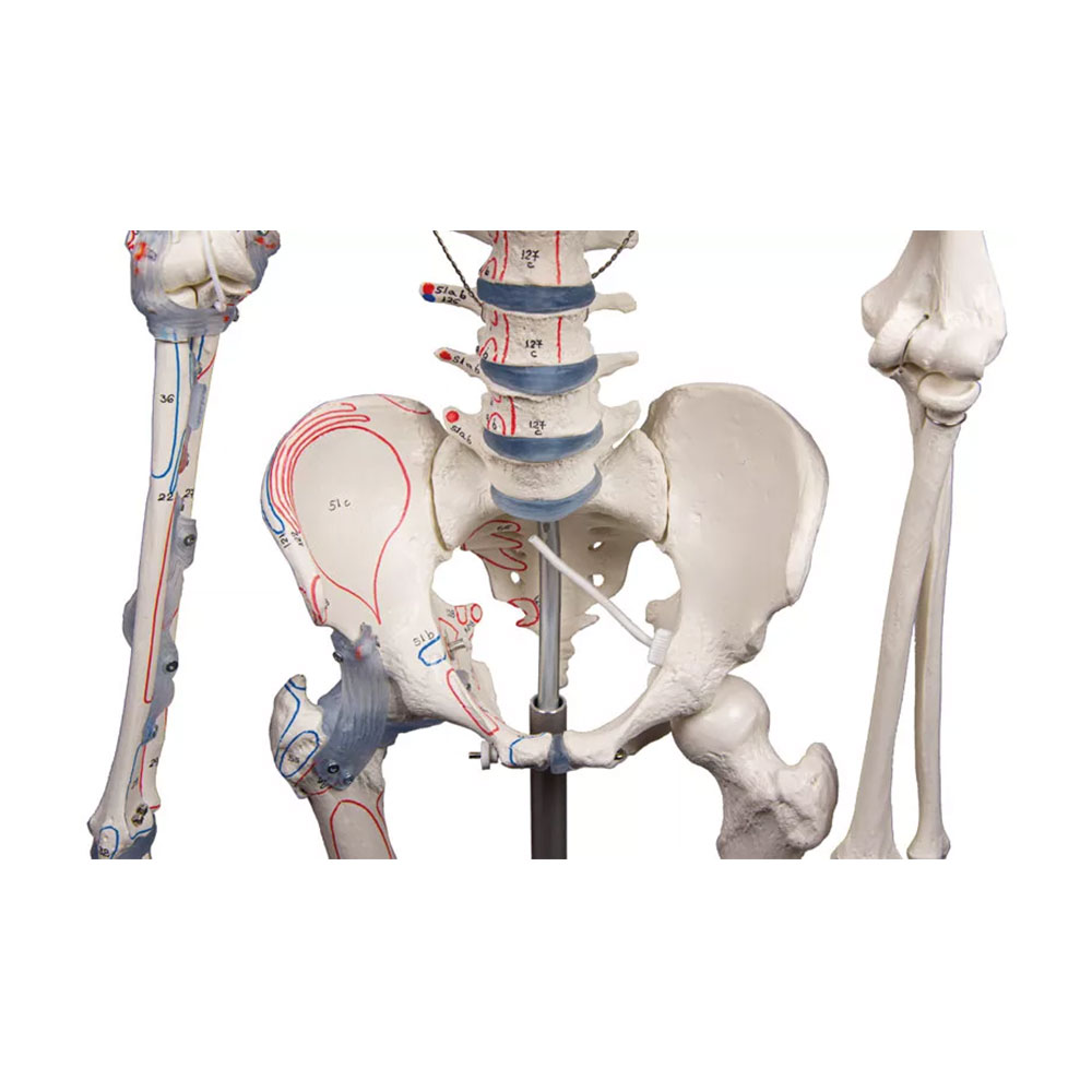 Squelette-anatomique_Bert_3