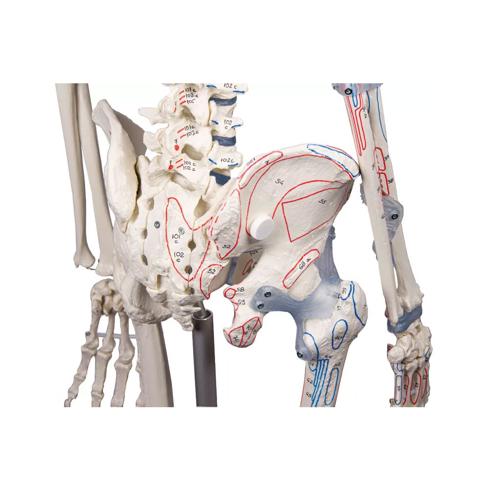 Squelette-anatomique_Bert_4 Squelette Anatomique Bert avec Marquage des Muscles et Ligaments