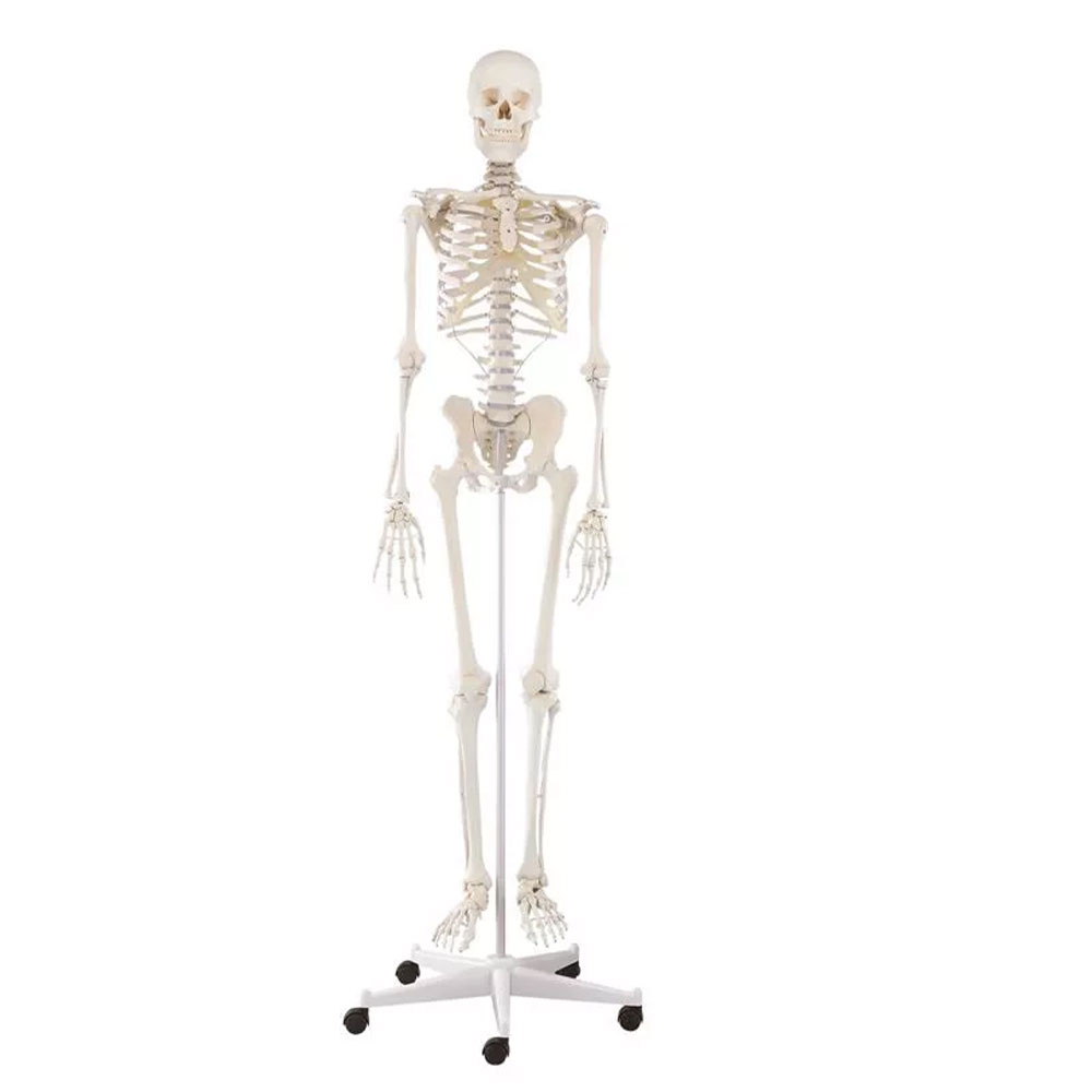 Squelette anatomique - Willi